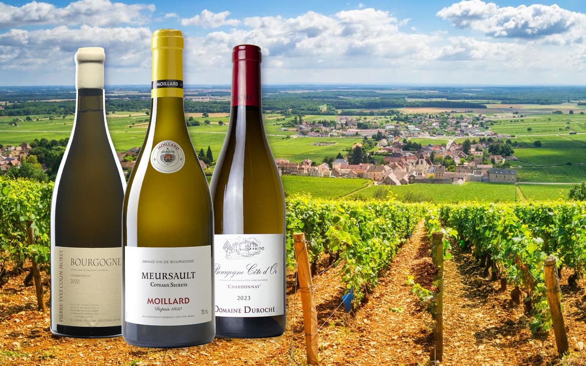 White Burgundy tasting